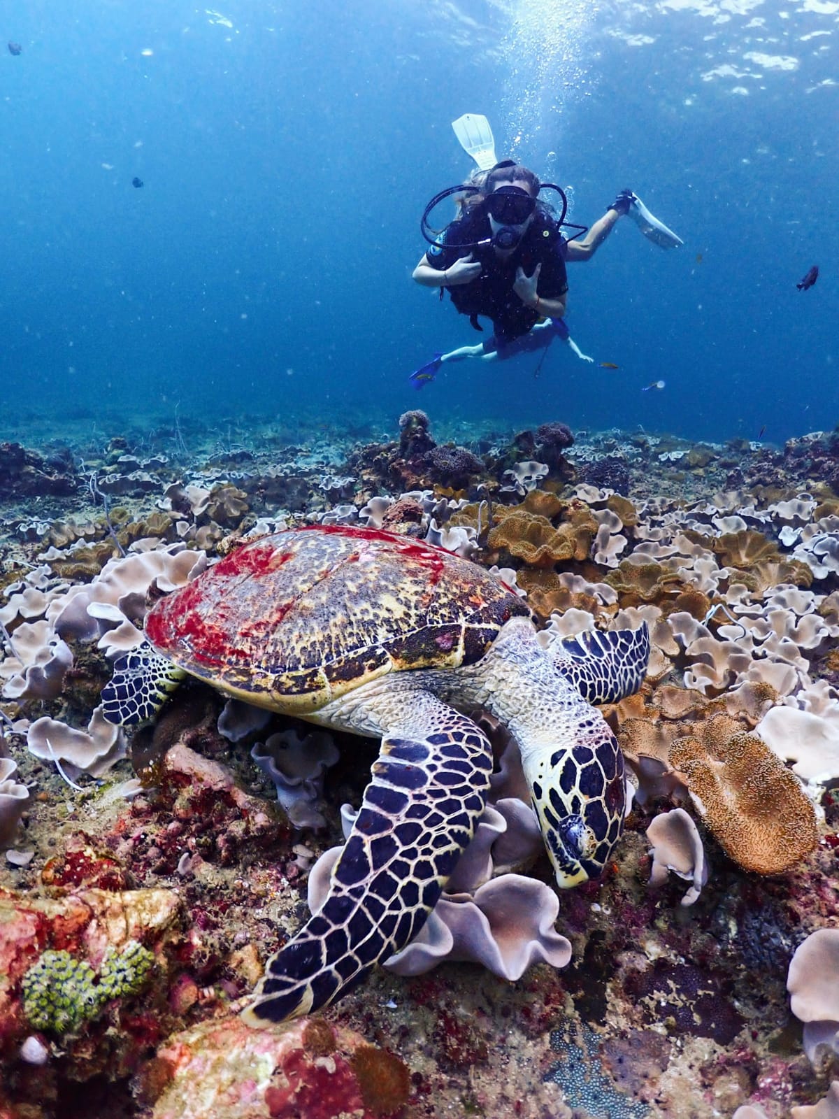 Explore Koh Samui Diving with Sapphire Ocean. We will take you to the Best Places For Scuba Diving In Koh Samui. 